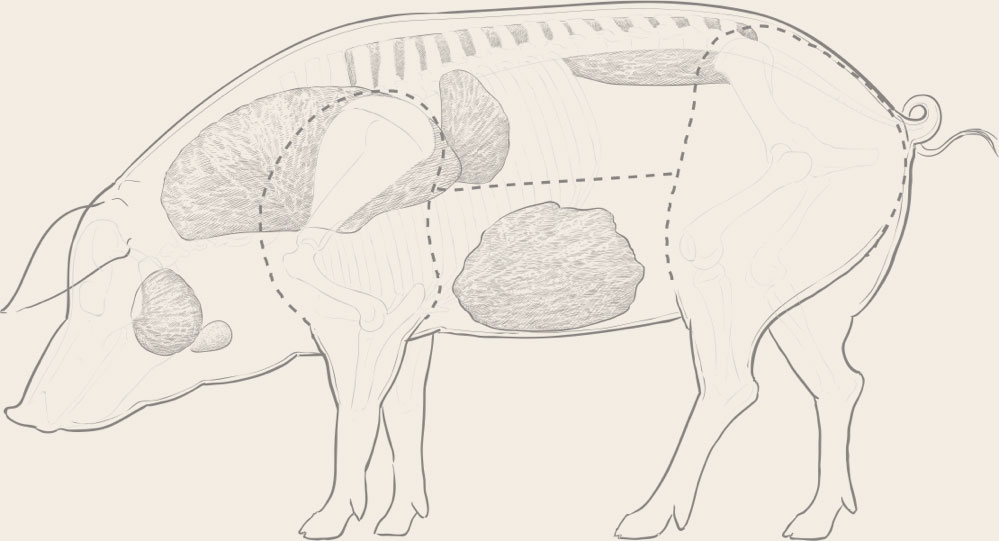 Cerdo lateral